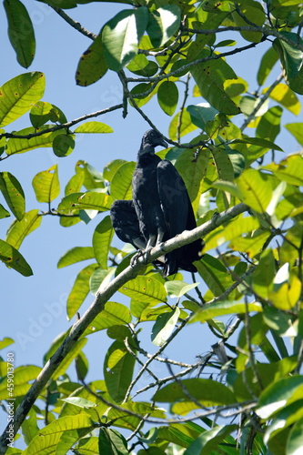 Black vulture (Coragyps atratus) perched in a tree in Ayampe, Ecuador