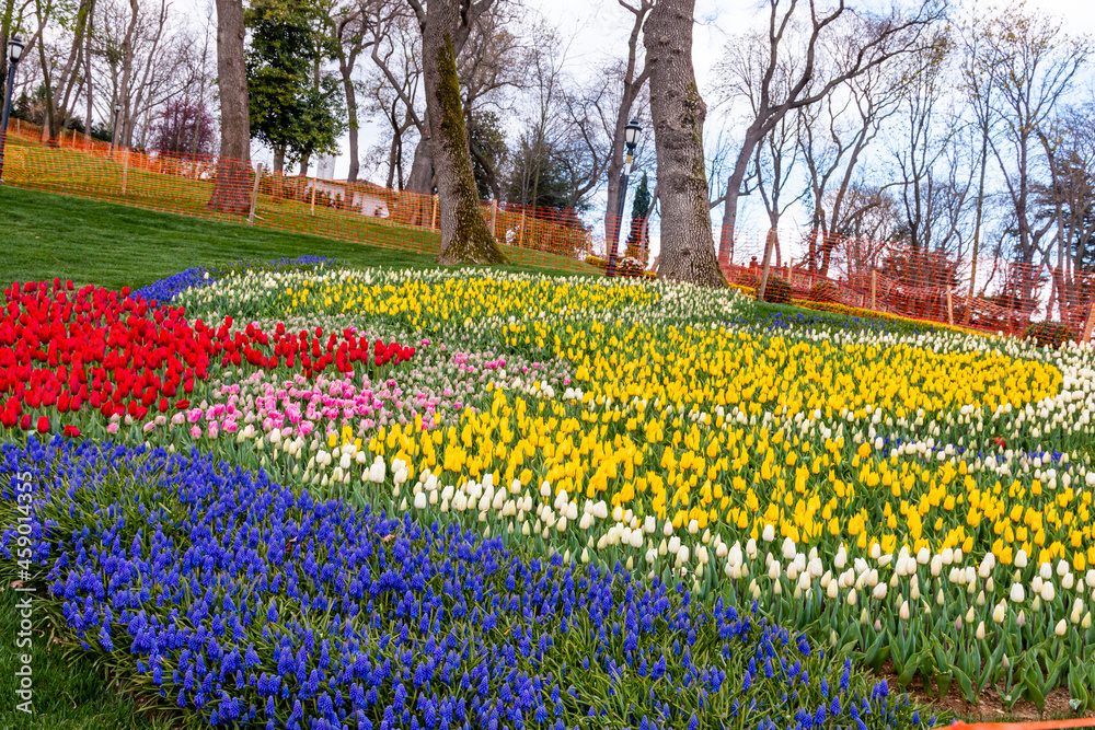 Emirgan Grove with many flower species, 2021-31 March, Istanbul, Turkey