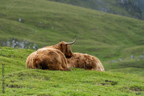 Beautiful closeup view of the hairy cows and hairy bulls in the green fields of the Faroe Islands photo