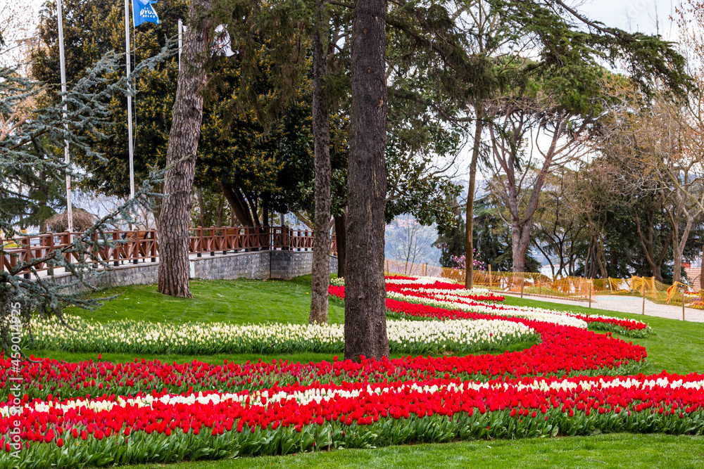 Naklejka premium Emirgan Grove with many flower species, 2021-31 March, Istanbul, Turkey