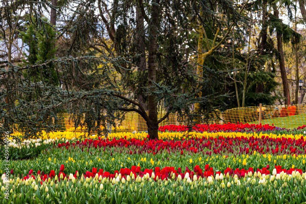 Emirgan Grove with many flower species, 2021-31 March, Istanbul, Turkey