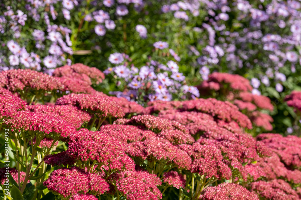 Red sedum flowers in the foreground, light purple asters behind, photographed at Eastcote House historic walled garden in the Borough of Hillingdon, London, UK. Red sedum flowers in the foreground, light purple asters behind, photographed at Eastcote House historic walled garden in the Borough of Hillingdon, London, UK.