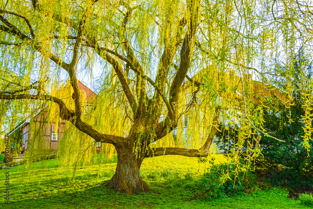 Majestic big old willow tree at Bad Bederkesa See Germany. Majestic big old willow tree at Bad Bederkesa See Germany.