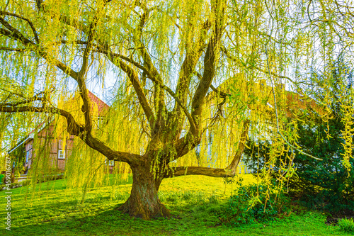 Majestic big old willow tree at Bad Bederkesa See Germany.