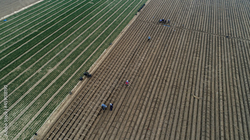 aerial photos of Farmers install ginger greenhouse skeletons in farmland, LUANNAN COUNTY, China