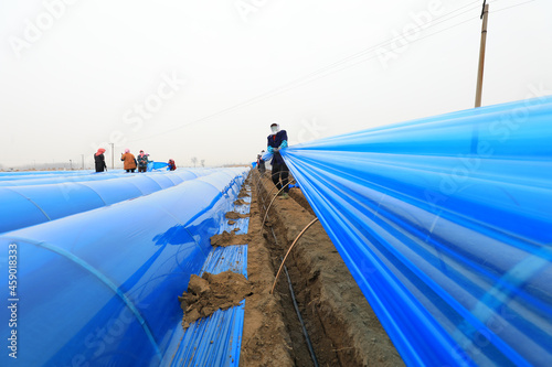 farmers install ginger greenhouses in their fields