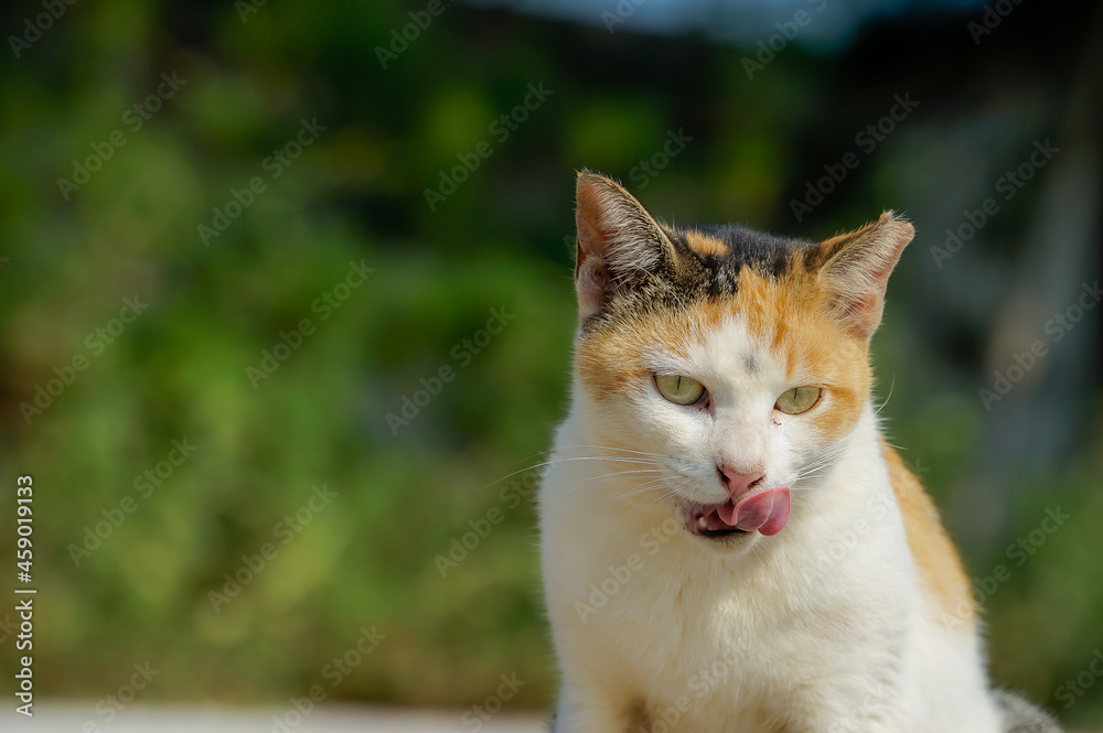 猫 猫