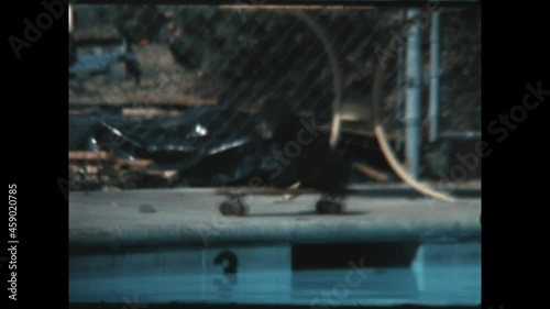 Dog on a Skateboard 1975 - A dog rides across a pool deck on a skateboard in 1975. 