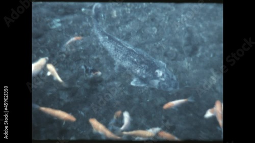 Japanese Koi Pond 1972 - Koi swim in a Japanese pond in 1972. 