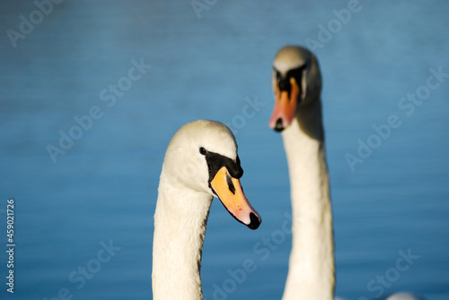 Close up of a swan