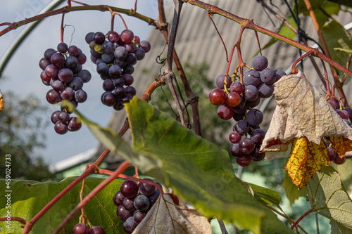 Bunches of ripe grapes hang on the vines on a sunny day.