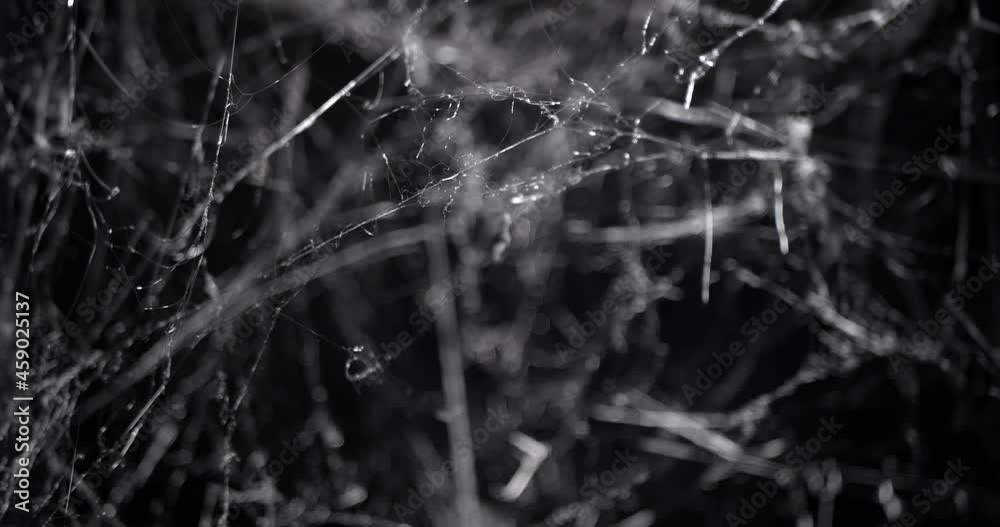Spooky slow focus into a mess of cobwebs at night, shaking in the wind. Halloween spider web background.