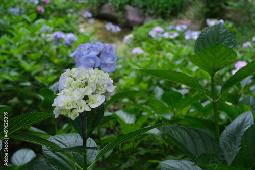 長居公園の紫陽花