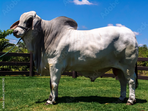 brahman bull on a farm for genetic improvement of beef cattle in Brazil photo