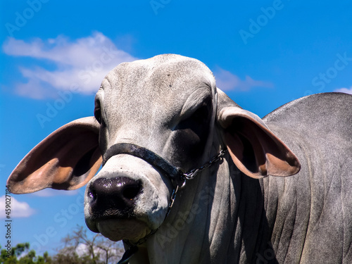 brahman bull on a farm for genetic improvement of beef cattle in Brazil © AlfRibeiro