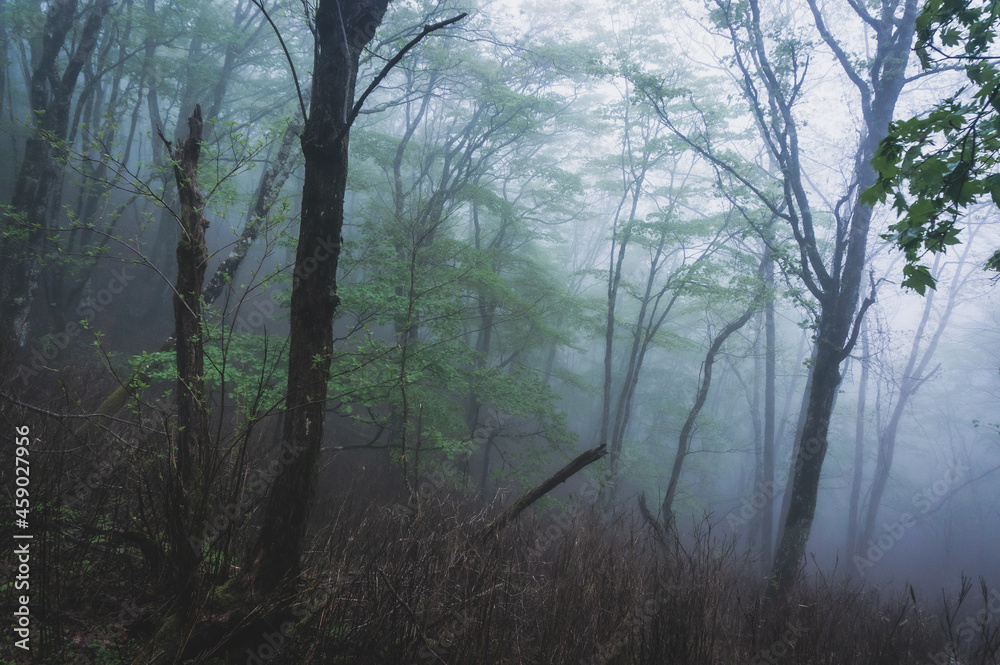 Naklejka premium 霧の山 大倉高丸