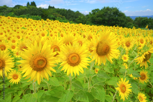 Sunflower field, Ojiya City, Niigata pref., Japan	 photo