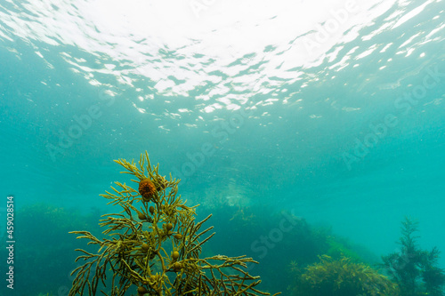 Underwater vista with sea anemone