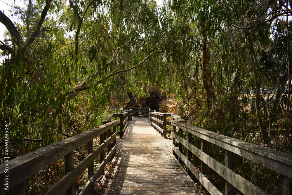 tree tunnel