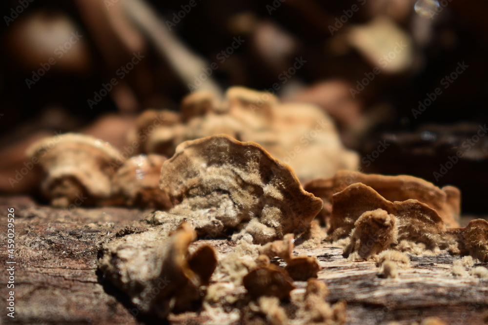 bark fungus bark fungus