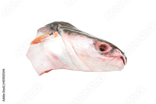 Fish Pangasianodon gigas head isolated on white background.