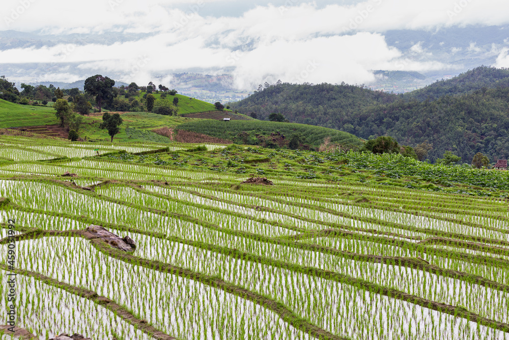 Green Terraced Rice Field in Pa Pong Pieng, Mae Chaem, Chiang Mai