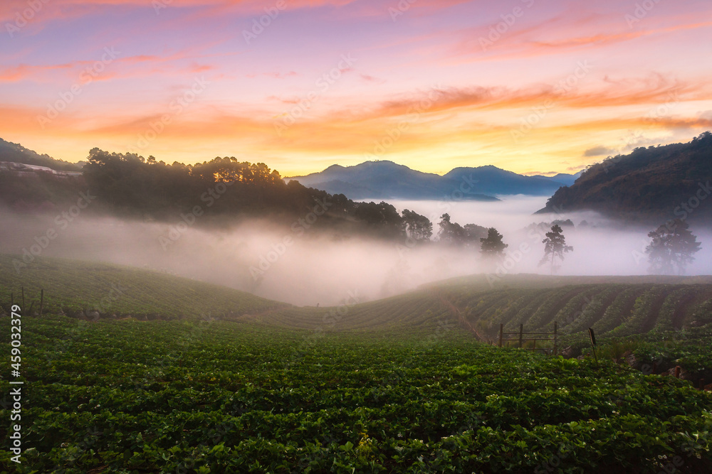 Misty morning sunrise in strawberry garden, View of Morning Mist at Doi Angkhang Mountain, Chiang Mai Misty morning sunrise in strawberry garden, View of Morning Mist at Doi Angkhang Mountain, Chiang Mai