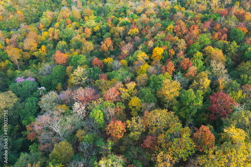Beautiful aerial view, colour full leaves in the forest in autumn. Pang Puay, Mae Moh, Lampang.