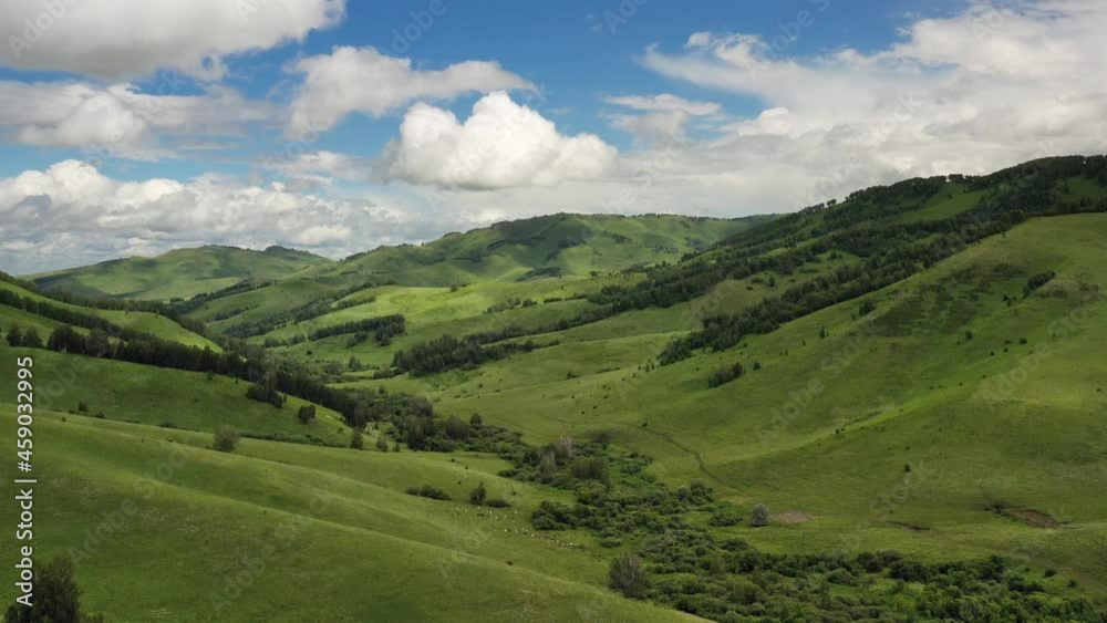 Hilly rural landscape with a herd of cows grazing in a meadow. Aerial view Hilly rural landscape with a herd of cows grazing in a meadow. Aerial view