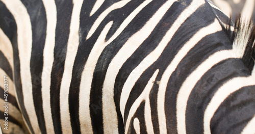 close-up surface skin texture natural pattern zebras background in the zoo, Blank for design. with Copy Space for Text. .