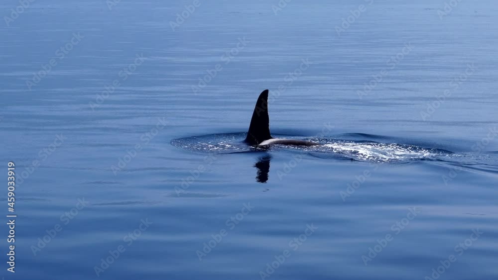 Orca surfacing to take breath while shot zooms into capture the dorsal fin disappearing into calm water in the  Sea of Okhotsk off the coast of Shiretoko Hokkaido.
