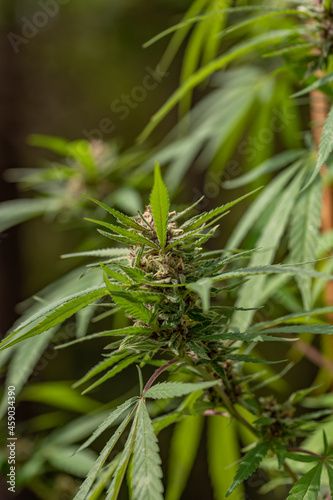 Cannabis near ready to harvest 