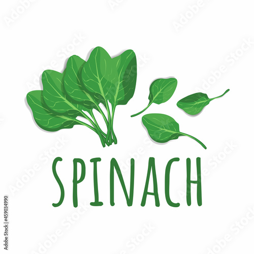 spinach illustration vector image EPS 10