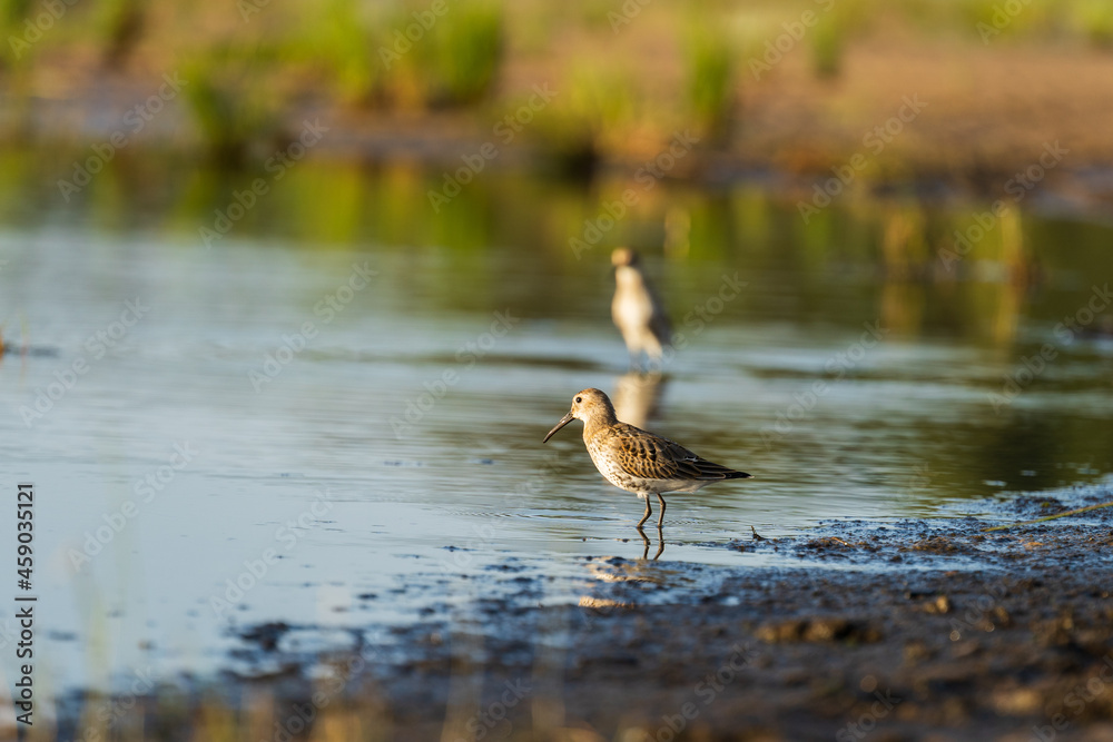 Fototapeta premium Green Sandpiper feeds along the shores, looking for food on beach of Baltic sea before autumn migrating to southern, autumn season in bird life. Wading bird during foraging