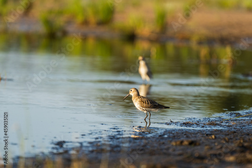 Green Sandpiper feeds along the shores, looking for food on beach of Baltic sea before autumn migrating to southern, autumn season in bird life. Wading bird during foraging © DimaBerlin