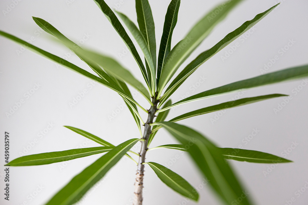Obraz premium Pachypodium rutenbergianum in pot on white space.
