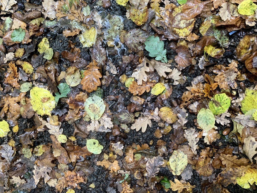 forest park nature greens day overcast leaves grass trees branches square nature road path path bench rest place to rest stone stone crumb forest park nature greens day overcast leaves grass trees branches square nature road path path bench rest place to rest stone stone crumb