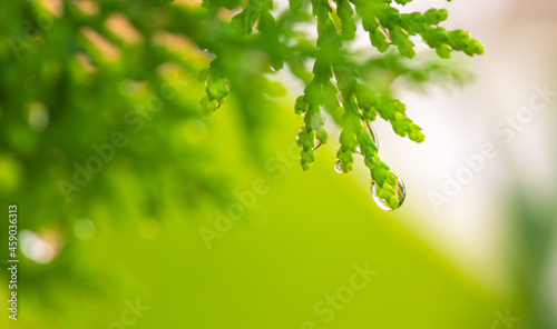 As the rain falls, water droplets on the leaves gradually drop down.