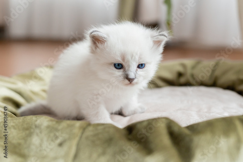 British shorthair kitten of silver color is sitting or standing in a cat's bed on the background of a room flower in a white pot. Siberian nevsky masquerade cat color point. Space for text.