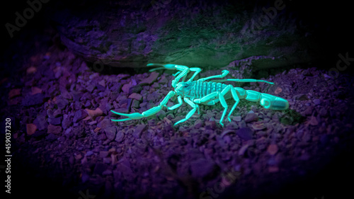Isolated close up of a single deadly yellow scorpion in the desert lite up with ultra violet light- Southern Israel
