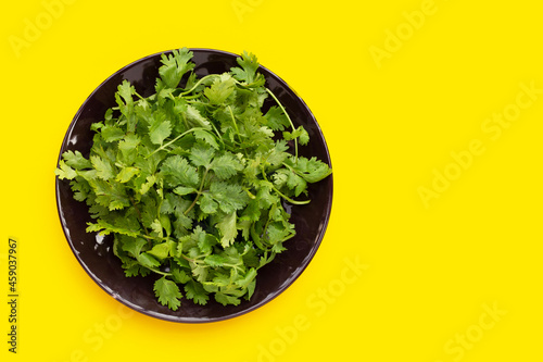 Fresh coriander leaves in plate on yellow background. photo