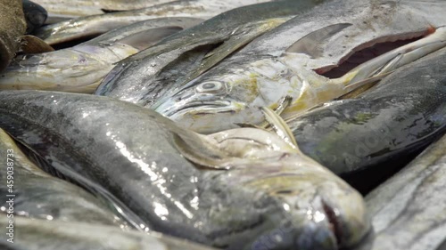 Freshly Caught Mahi-mahi Fish In A Fish Market. - close up photo