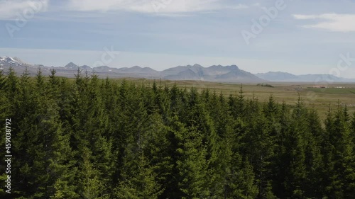 Aerial reveal over the tiny forest of Hofsstadaskogur. A special conservation area in Iceland. photo