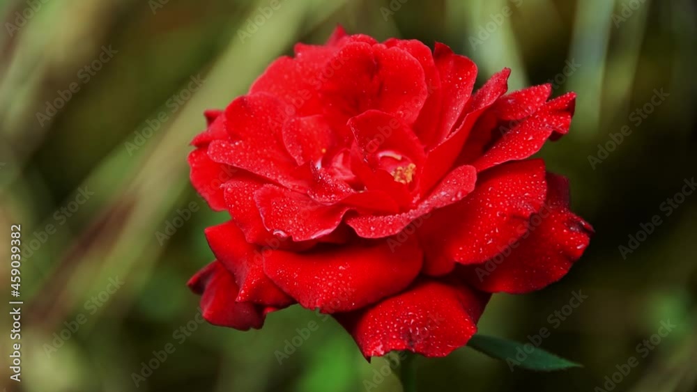 Close up of blossomed red rose, floral gardening concept
Close up of blossomed red rose, floral gardening concept
