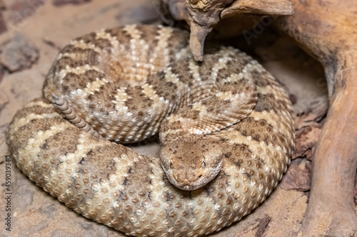 Mitchell's Rattlesnake. Crotalus mitchellii pyrrhus. Close-up. photo
