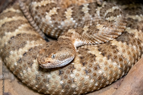 Mitchell's Rattlesnake. Crotalus mitchellii pyrrhus. Close-up. photo