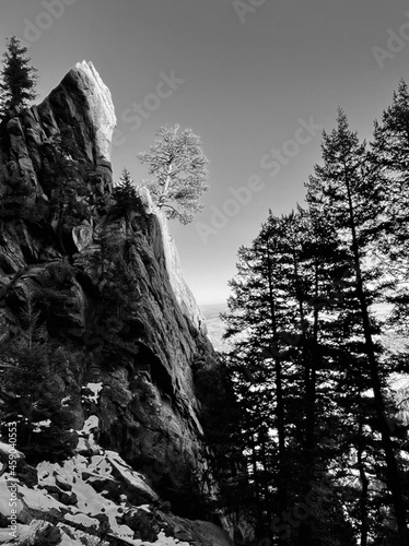 Boulder Colorado Tree at sunset mountain fern canyon