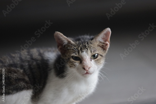 portrait of a cat