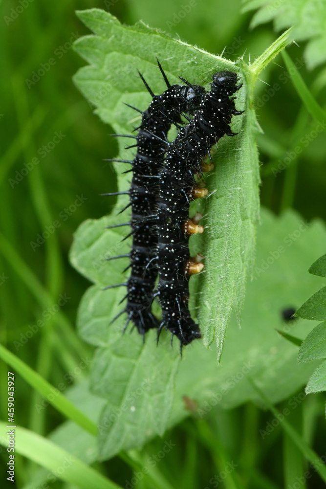 Chenille du papillon le Paon du jour sur feuillage d'ortie
Chenille du papillon le Paon du jour sur feuillage d'ortie