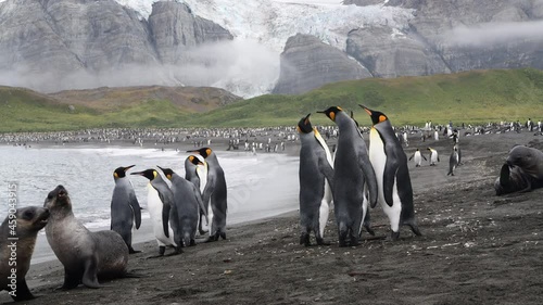 King Penguins on the beach in South Georgia photo